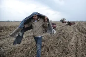 雨夜抢收记图片