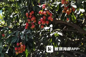 正大量上市！很多福州人爱吃！但多吃后果可能很严重！图片