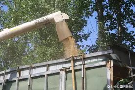 黄河两岸麦飘香，麦浪滚滚收割忙图片