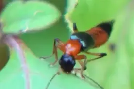 提醒！雨季小心隐翅虫，飞到身上千万别拍打