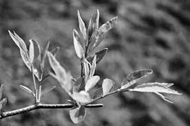 枣芽红茶：小小绿叶子“泡”出村民好日子图片