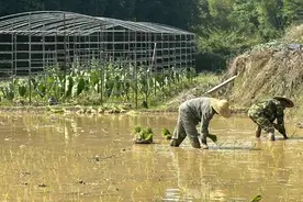 宁德古田：田间地头插秧忙 守好良田粮满仓图片