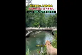 狗狗看到主人朋友跳水，拼命吼叫阻止，还下水救人，主人：看到人没事才平静下来图片