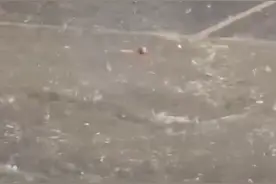 熟食店老板冒雨救下小奶猫获百万网友点赞：发了200多条卤味视频没火图片