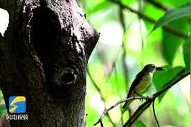 枣庄杨峪风景区“鸭蛋黄”夫妻育雏忙 场面温馨图片