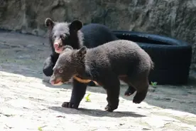 新添“熊孩子”啦，是一对兄妹噢~图片