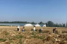 农科院里的麦收：博士上阵手动收麦，田间地头验成色图片