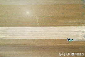 壹点图集|金麦飘香，田间收获忙！航拍烟台麦收一线场景图片