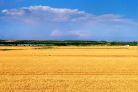 威海市小麦收获季节的乐章正在奏响图片