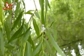 柳树生“棉花”，原因竟是它！图片