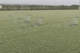 高温天加强小麦田间管理 农技人员指导种植户科学种植图片