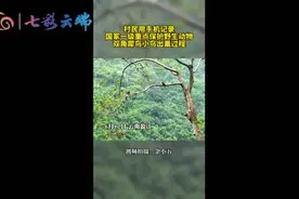 犀鸟宝宝出窝，德宏村民用手机拍下视频图片