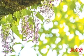 观察象鼻兰图片