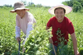 艾草飘香丰收季 助农增收产业兴图片