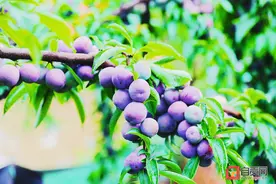 与“李”相约，嘎嘣脆的李子又大又甜！图片