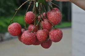 荔枝大家庭再添“新丁”！广东荔枝品类你知道哪些？图片