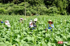 慈利 ：百亩烤烟成为合作社产业发展“潜力股”图片