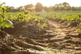 【普法宣传】盘点“土壤污染”，看看你知道几个？图片