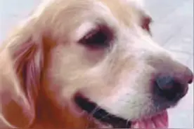 养了10年的宠物犬丢失 竟是邻居牵走的？警方已介入 律师：捡到有主的狗狗须归还图片