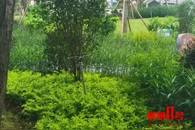 有绿化带喷淋“过猛”？柳州网友：弄湿路人还费水！相关部门回应图片