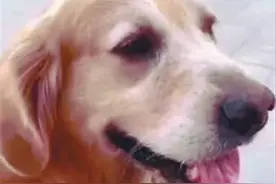 养了10年的宠物犬丢失，竟是邻居牵走的？ 沈阳警方已介入！图片