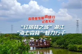 “万树成千岛”，红树林缘何魅力大？｜高质量发展调研行图片