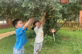 杨梅熟啦！幼儿园萌娃体验亲子采摘乐趣图片