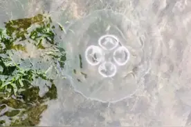 台州、宁波海滩密集出现水母，专家提醒：部分有毒、勿触图片