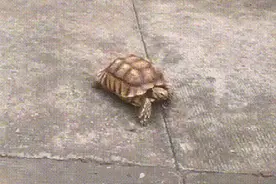 “长得越怪，来历越大！”佛山市民捡到大龟，一查来头不小！图片