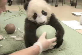 外媒评选世界最可爱野生动物，大熊猫排第三图片
