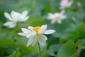 古猗园今夏首批塘栽荷花已盛开图片