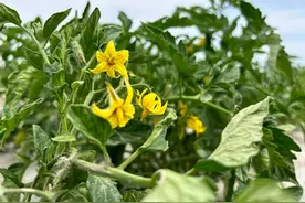 新疆焉耆：6万亩番茄迎来盛花期图片