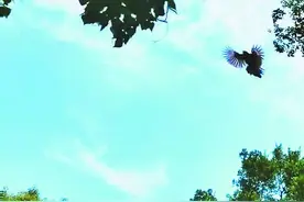 合肥绿轴公园惊现“愤怒的小鸟”  鸟类专家：袭击路人是鸟在护巢图片