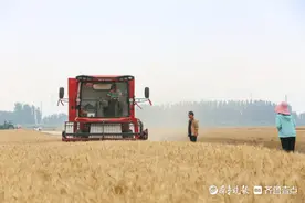 787.49公斤！刷新邹平市小麦单产记录图片