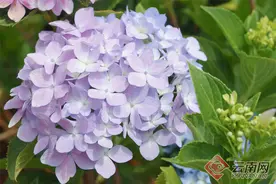 【组图】云南马龙金澜溪谷：绣球花开 芳香四溢图片