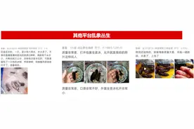 起底千亿海参市场：一斤参半斤冰、假冒大连参、盐渍参频现图片