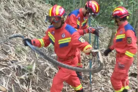 竹林内发现眼镜王蛇和30枚蛇蛋，消防出手安全转移放生图片