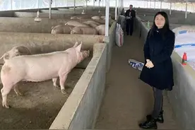 潼南民生村镇银行“金猪贷”为生猪养殖企业保驾护航图片