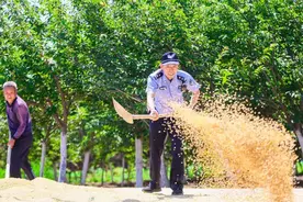 小麦覆陇黄 藏蓝田间忙 泰安警方守护百姓“粮”辰美景图片