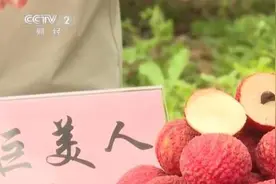 又是一年丰收季 荔枝产业变身富民兴村“黄金产业”图片