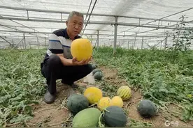 小西瓜大市场！青岛这里绿皮黄瓤、黄皮红瓤小型西瓜“甜蜜”上市图片