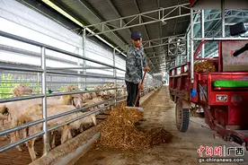 广西宁明：“咩咩”羊声奏响乡村振兴“致富曲”图片