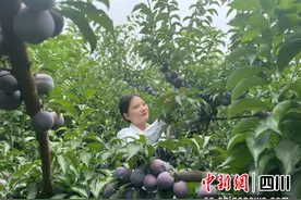 宜宾屏山：特优农产品“脆红李”鲜销俏图片