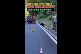 黑熊掉进排水沟难脱身，目击者:已报警，真不敢搭把手图片