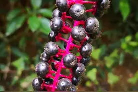 吃了会中毒！成都疾控提醒小心这种野菜图片