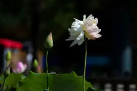 莲花池公园发现四朵并蒂莲图片