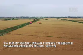 麦收记事丨黄河三角洲：亩产497.1公斤 “济麦60”盐碱地再创新高图片