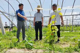果区交流取长补短 推动猕猴桃产业高质量发展图片