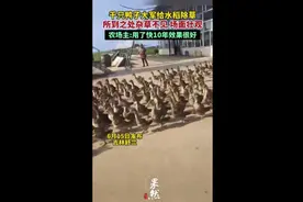 千只鸭子大军给水稻除草，所到之处杂草不见场面壮观，农场主：用了快10年效果很好图片