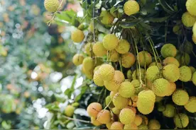 预计产量可达4800吨！广州南沙第三届荔枝文化节开幕图片